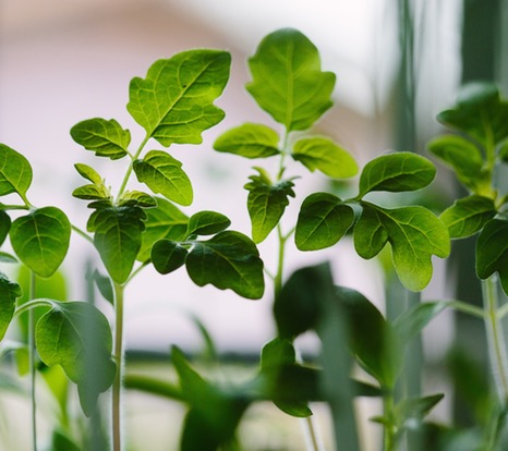 Young plant seedling