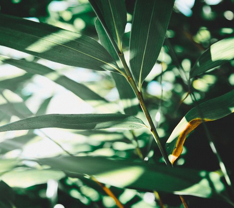 Leafy foliage
