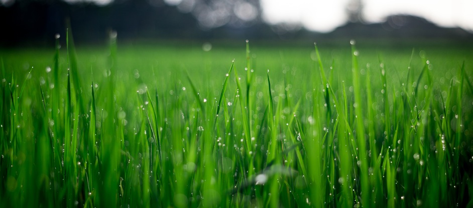 Dewy grass field