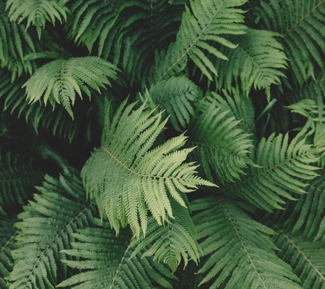 Green ferns