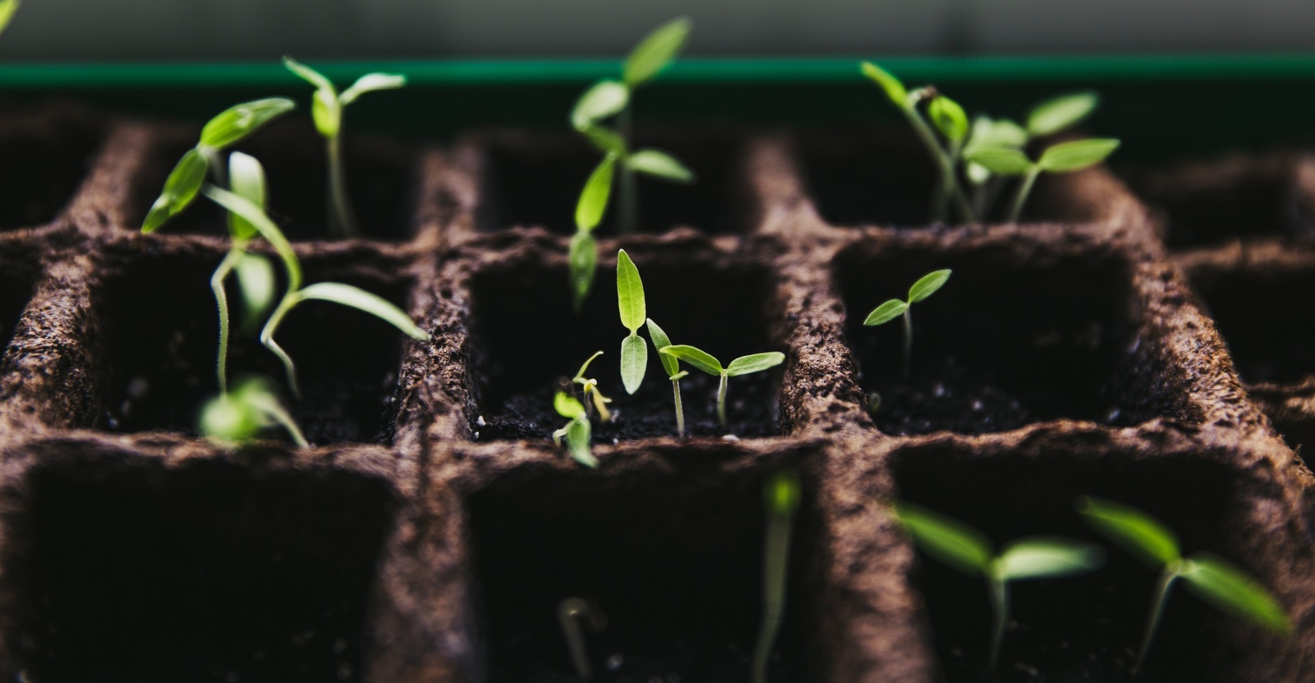 Green seedlings sprouting from a soil tray