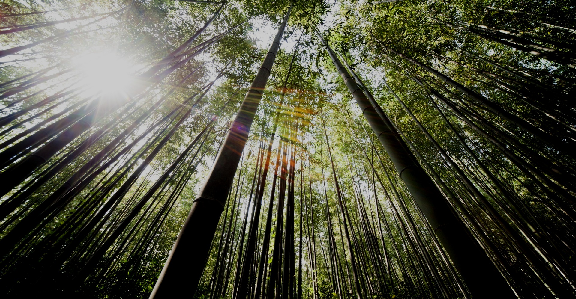 Sunlight through a green bamboo forest
