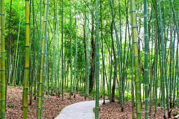Lush green forest